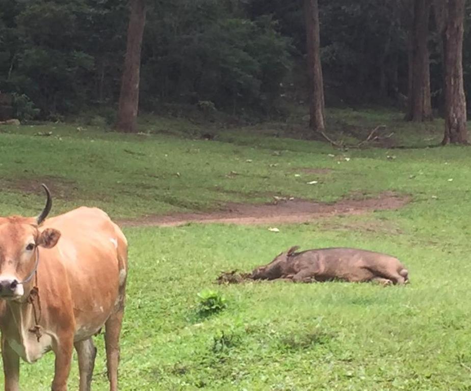 Wild Window - Forest View Homestay Thekkady Exterior photo